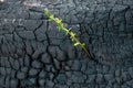 Green sprout on a burned tree. The concept of a new life. Royalty Free Stock Photo