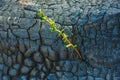 Green sprout on a burned tree. The concept of a new life. Royalty Free Stock Photo