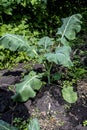 Green sprout of cauliflower planted in the garden