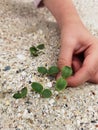 Green sprout in children hand. Shallow dof. Royalty Free Stock Photo