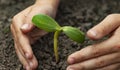 Green Sprout and Children Hands