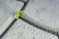 green sprout among the concrete. A symbol of strength and the beginning of a new life Royalty Free Stock Photo