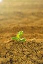 Green sprout in cracked soil.Green seedling in the ground in field.New life. Agriculture and farming concept. seedling Royalty Free Stock Photo