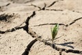 Green sprout with dry cracked earth, ecology problems, earth protection, soft selective focus Royalty Free Stock Photo