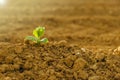 Green sprout in dry cracked soil.Green seedling in the ground in field.New life. Agriculture and farming concept Royalty Free Stock Photo