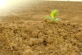 Green sprout in dry cracked soil.Green seedling in the ground in field.New life. Agriculture and farming Royalty Free Stock Photo