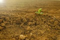 Green sprout in dry cracked soil.Green seedling in the ground in field.New life. Agriculture and farming. seedling Royalty Free Stock Photo