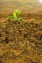 Green sprout in dry soil.Green seedling in the ground in field.New life. Agriculture and farming concept. seedling Royalty Free Stock Photo