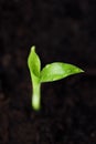 Green sprout of a flower in the ground Royalty Free Stock Photo