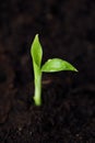 Green sprout of a flower in the ground Royalty Free Stock Photo