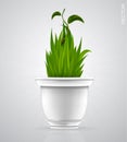 Green sprout, flower, herb in the pot Royalty Free Stock Photo