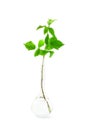 Green sprout in a glass flask Royalty Free Stock Photo