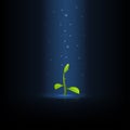 Green sprout Royalty Free Stock Photo