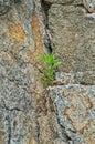 Green sprout in granite rock fault