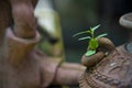 Green sprout in the ground in a peat pot macro Royalty Free Stock Photo