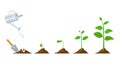 Green sprout grow. Seedling and planting phases. Plant with leaves, bean in soil, watering can. Plants growing progress Royalty Free Stock Photo