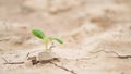 Green Sprout Growing on Arid Rainless Field Land Surface. Climate Change Problem Concept Background. 4K. Thailand.