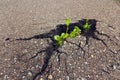 Green sprout growing through the asphalt. Ecology concept. Royalty Free Stock Photo