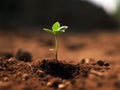 Green sprout growing on brown soil