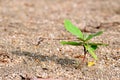 Green sprout growing Royalty Free Stock Photo