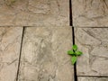 A sprout is growing in between concrete bricks on the floor. A display of nature overcome obstacles