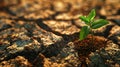 Green sprout growing on cracked earth. Global warming and climate change concept Royalty Free Stock Photo