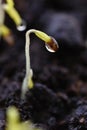 Green sprout growing from ground. Dewy young leaves sprouting plants. Spring background - garden.