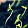 Green sprout growing from ground. Dewy young leaves sprouting plants. Spring background - garden.