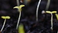 Green sprout growing from ground. Dewy young leaves sprouting plants. Spring background - garden.