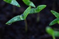 Green sprout growing from ground. Dewy young leaves sprouting plants. Spring background - garden.