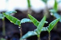 Green sprout growing from ground. Dewy young leaves sprouting plants. Spring background - garden.