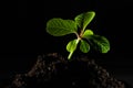 Green sprout growing from ground. Dewy young leaves sprouting plants. Spring background - garden