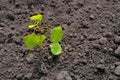 Green sprout growing from the ground in a garden with sunlight. The concept of plant growth, seedlings planted in the soil Royalty Free Stock Photo