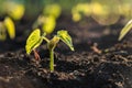 Green sprout growing from ground, new life or start Royalty Free Stock Photo