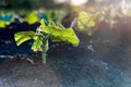 Green sprout growing from ground, new or start or beginning concept Royalty Free Stock Photo