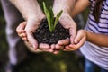 Green sprout growing in hands of adult man and child Royalty Free Stock Photo