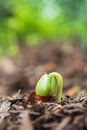 Green sprout growing out soil. Royalty Free Stock Photo