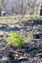 Green sprout growing out of soil Royalty Free Stock Photo