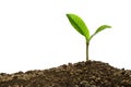 Green sprout growing out from soil Royalty Free Stock Photo