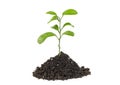 Green sprout growing out from soil isolated, white background Royalty Free Stock Photo