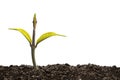 Green sprout growing out from soil isolated on white background Royalty Free Stock Photo