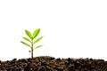 Green sprout growing out from soil Royalty Free Stock Photo