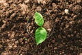 green sprout growing in pot for planting Royalty Free Stock Photo