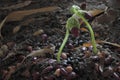 Green sprout growing from seed