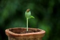 Green sprout growing from seed Royalty Free Stock Photo