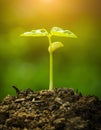 Green sprout growing from seed Royalty Free Stock Photo