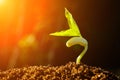 Green sprout growing from seed Royalty Free Stock Photo