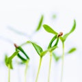 Green sprout growing from seed isolate Royalty Free Stock Photo