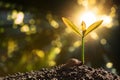 Green sprout growing from seed Royalty Free Stock Photo