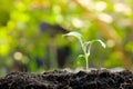 Green sprout growing from seed in organic soil Royalty Free Stock Photo